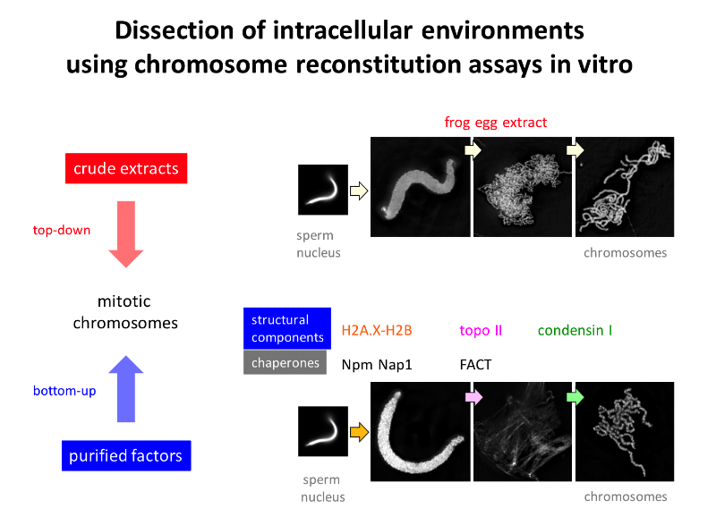 Dissection of intracellular environmentsusing chromosome reconstitution assays in vitro