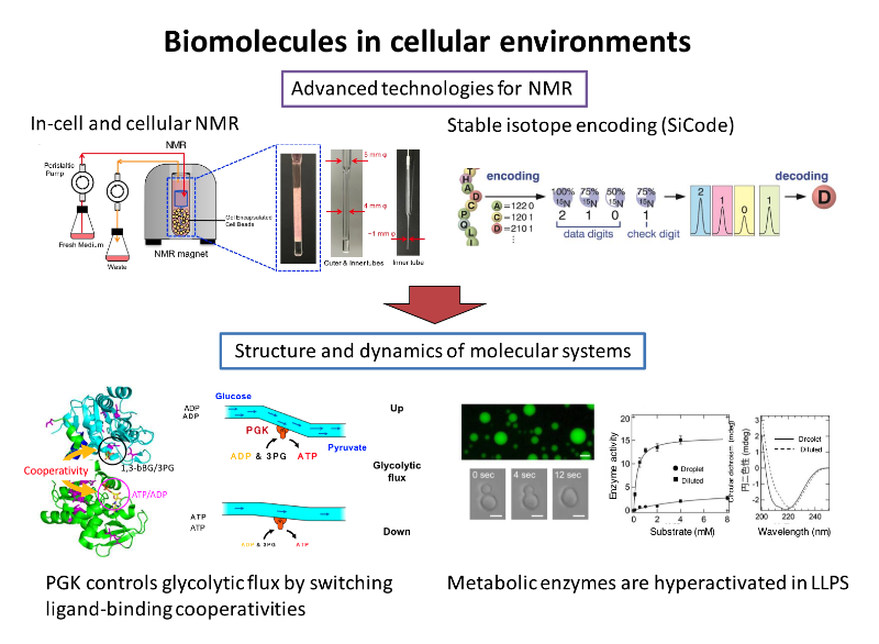 Biomolecules in cellular environments