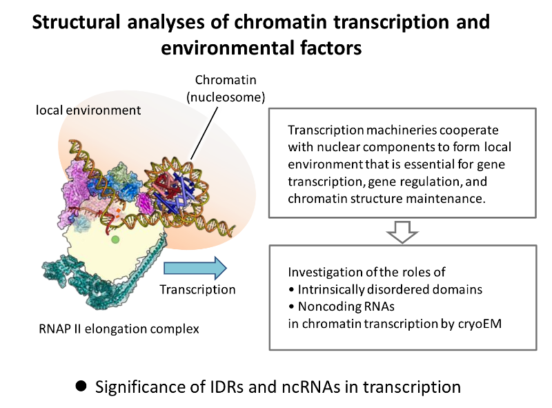 Structural analyses of chromatin transcription and environmental factors