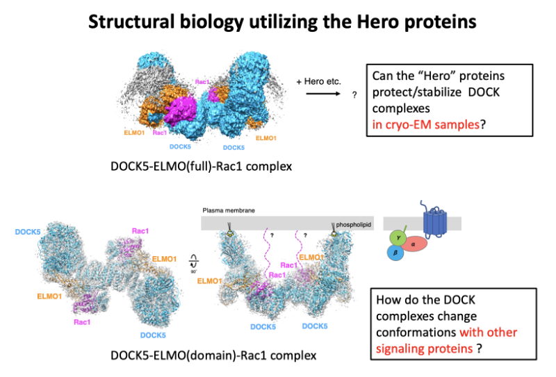 Structural biology utilizing the Hero proteins