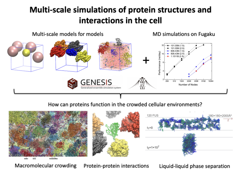 Multi-scale simulations of protein structures and interactions in the cell