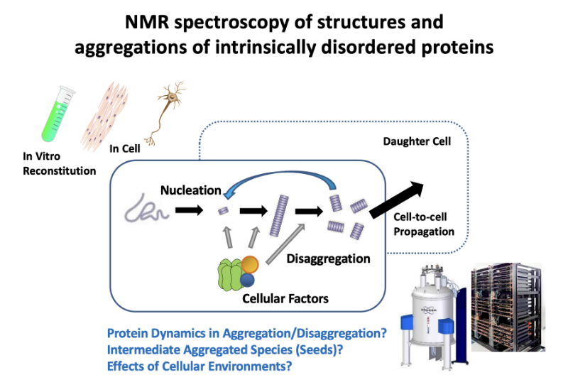NMR spectroscopy of structures and aggregations of intrinsically disordered proteins